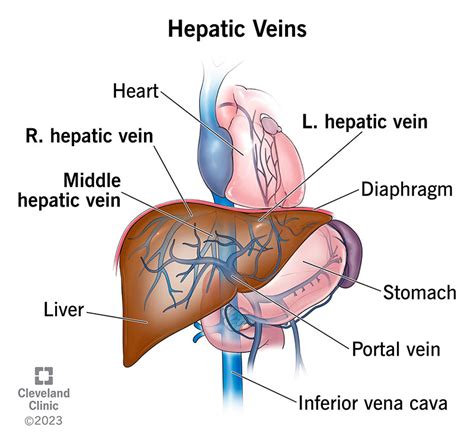 Hepatic Vein: Location, Anatomy & Function