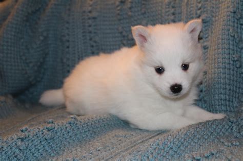 The Irresistible Charm of Pomsky Puppies: Everything You Need to Know ...