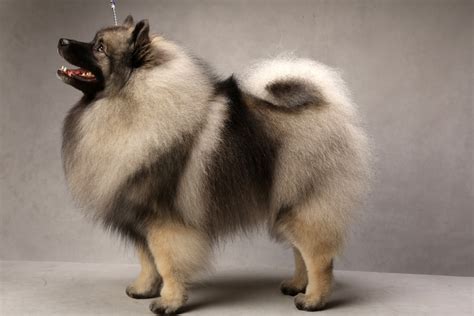 Keeshond - Pictures, Information, Temperament, Characteristics, Rescue ...