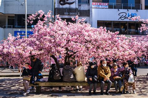 Record early start again for Tokyo's cherry blossoms | Inquirer News