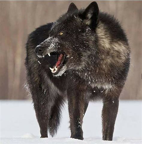 186 best BLACK WOLF images on Pinterest | Gray wolf, One man wolf pack ...