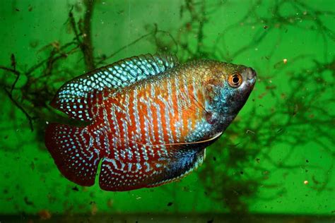 Gourami Tank Mates - Aquariumia