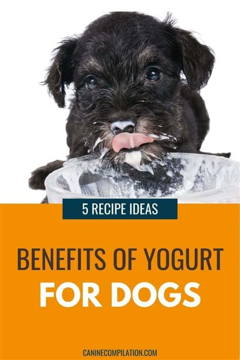 Yogurt for Dogs: Benefits, Risks and Serving Ideas - Canine Compilation