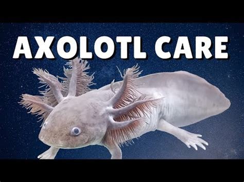 Axolotl Care Guide | MagiCore