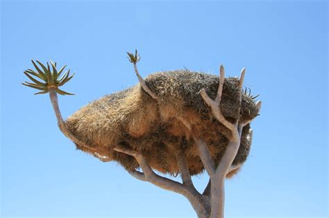 The Spectacular Nests of the Sociable Weaver | The Ark In Space