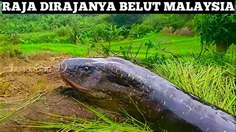 Kemunculan RAJANYA BELUT RAKSASA MALAYSIA Bobotnya Mencapai 1 Kilo Lebih!!! Rekor Belut Terbesar ...