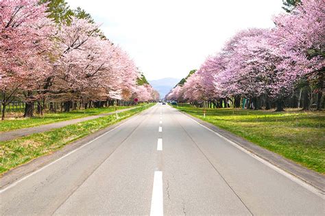 [Breaking news] 2019 Cherry blooming forecast and 24 cherry blossoms spots throughout Japan ...