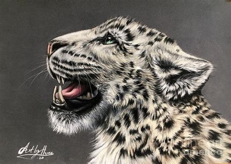 Snow Leopards Roar Drawing by Art By Three Sarah Rebekah Rachel White ...