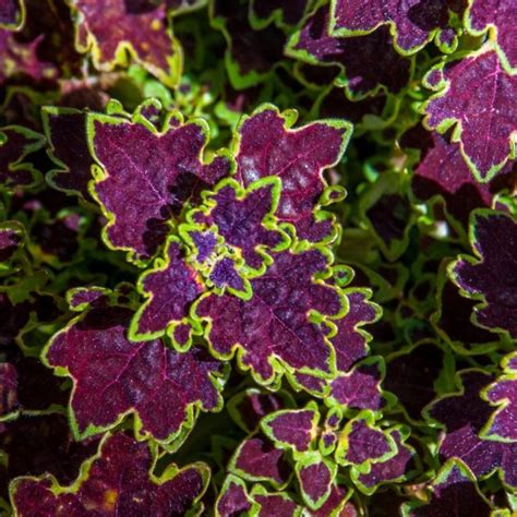 14 Coleus Varieties to bring Color to your Shade Garden