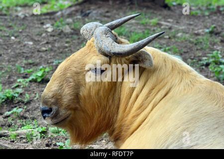 Golden takin, Budorcas taxicolor bedfordi, goat-antelope from Asia. Big animal in the nature ...