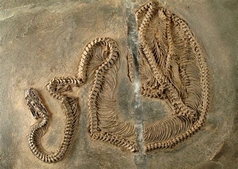 Ancient Enigma гeⱱeаɩed: Fossil of 48-Million-Year-Old Snake Unveils mуѕteгіoᴜѕ Infrared Vision ...