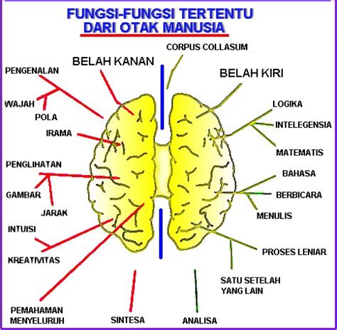 Dunia Sekitar Kita: Fungsi Otak Manusia