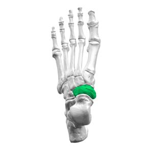 Navicular - Physiopedia