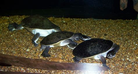 Researchers Uncover Oldest Known Species of Side-Necked Turtle in North America | Courthouse ...