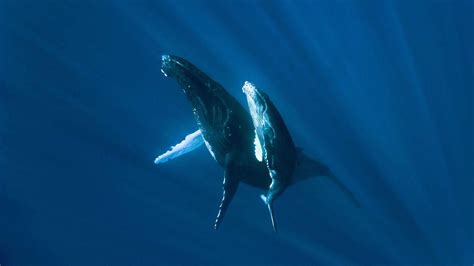 Humpback Whale Wallpapers - Wallpaper Cave