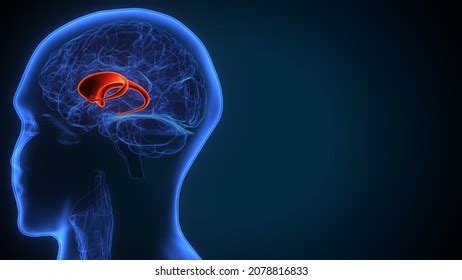 Telencephalon Images, Stock Photos & Vectors | Shutterstock