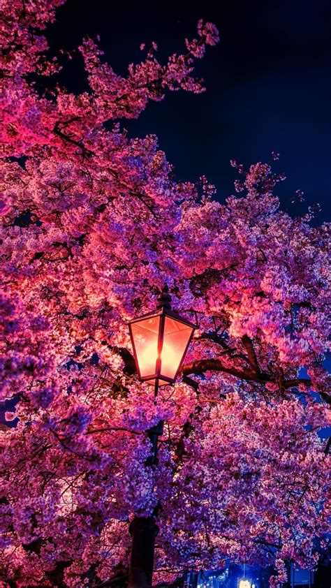 Korean Cherry Blossoms Wallpapers - Wallpaper Cave