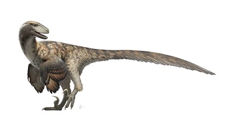 Velociraptor Size Comparison