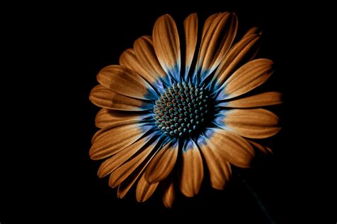 Orange Daisy :: Behance