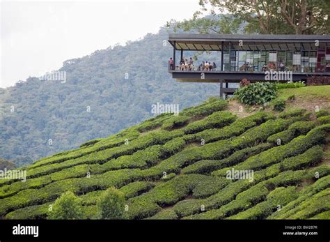 Tea shop on a tea plantation, BOH Sungai Palas Tea Estate, Cameron ...