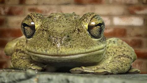 Florida rain expected to surge invasive Cuban tree frog breeding