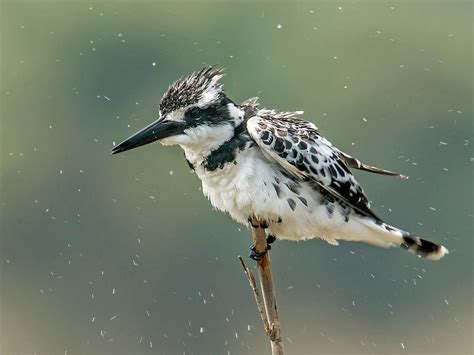 Pied Kingfisher by Jamie-MacArthur on DeviantArt