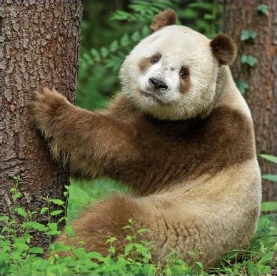 Qinling panda - Alchetron, The Free Social Encyclopedia