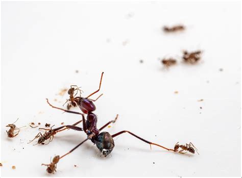 A Battlefield For Ants? New Study On Ant Warfare Shows We Could ...