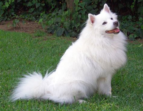 Pomeranian Dog Breeders Profiles and Pictures | Dog Breeders Profiles ...