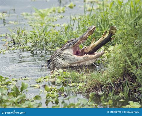 Alligator Eating a Large Fish Stock Image - Image of jaws, fauna: 118202775