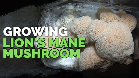 How to Grow Lion's Mane Mushrooms (Recipe Included)