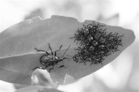 Fifth-instar nymph of Euthyrhynchus floridanus (Hemiptera: Asopinae ...