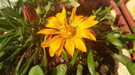 93.Gazania - Hardy plant for winter garden with subtitles - YouTube