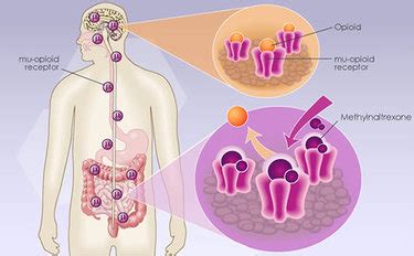 Mu Receptor - The Physiological Mechanisms of Opioid Receptors