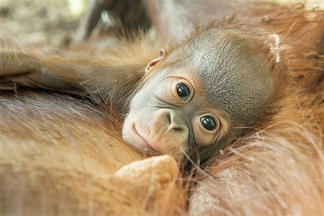 Adorable Orangutan Baby Has Historic Name to Live Up to - Newsweek