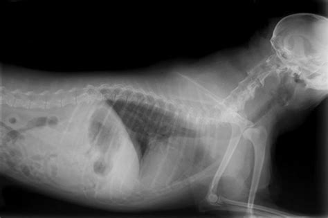 THYMUS GLAND TUMOR IN DOG | Buyxraysonline