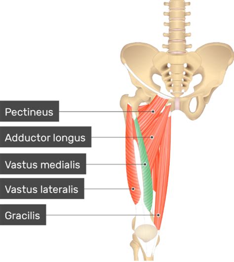 Vastus Medialis Muscle | GetBodySmart