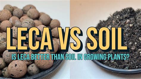 LECA Vs Soil: Is LECA Better Than Soil In Growing Plants?