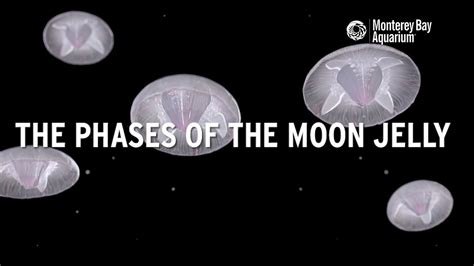 The phases of the moon jelly - YouTube