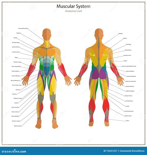 Illustration of Human Muscles. Exercise and Muscle Guide. Gym Training ...