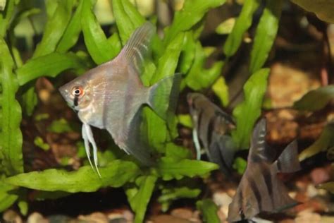 Altum Angelfish Care Guide- Size, Lifespan, Food, Tank Mates, Breeding