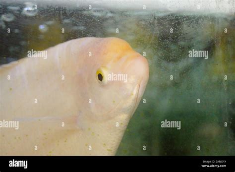 Ornamental fish in aquarium Stock Photo - Alamy