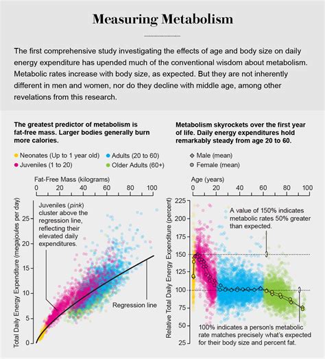 New Human Metabolism Research Upends Conventional Wisdom about How We Burn Calories - Scientific ...