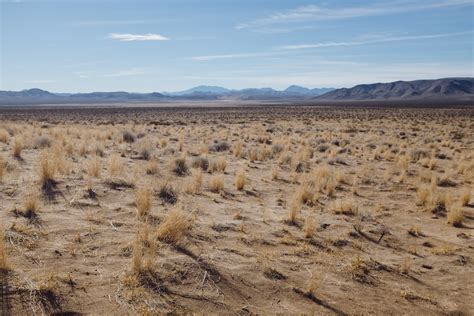 Desert Grass Pictures | Download Free Images on Unsplash