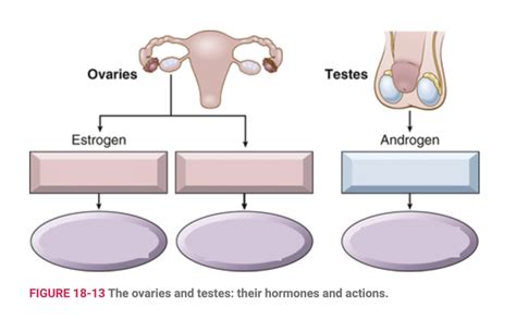 Ovaries and Testes: Hormones and Actions Diagram | Quizlet