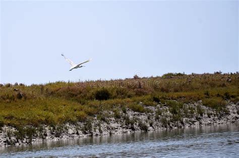 White heron flying stock photo. Image of nature, natural - 260314568