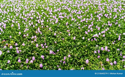 Pontederia Crassipes, Commonly Known As Common Water Hyacinth Kachuri Pana Royalty-Free Stock ...