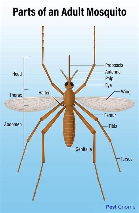 Male vs. Female Mosquitoes: Everything You Need to Know