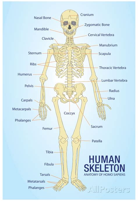 'Human Skeleton Anatomy Anatomical Chart Poster Print' Posters | AllPosters.com | Human skeleton ...