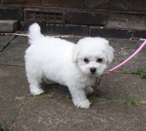 Bichon Frise - Puppies, Rescue, Pictures, Information, Temperament, Characteristics | Animals Breeds